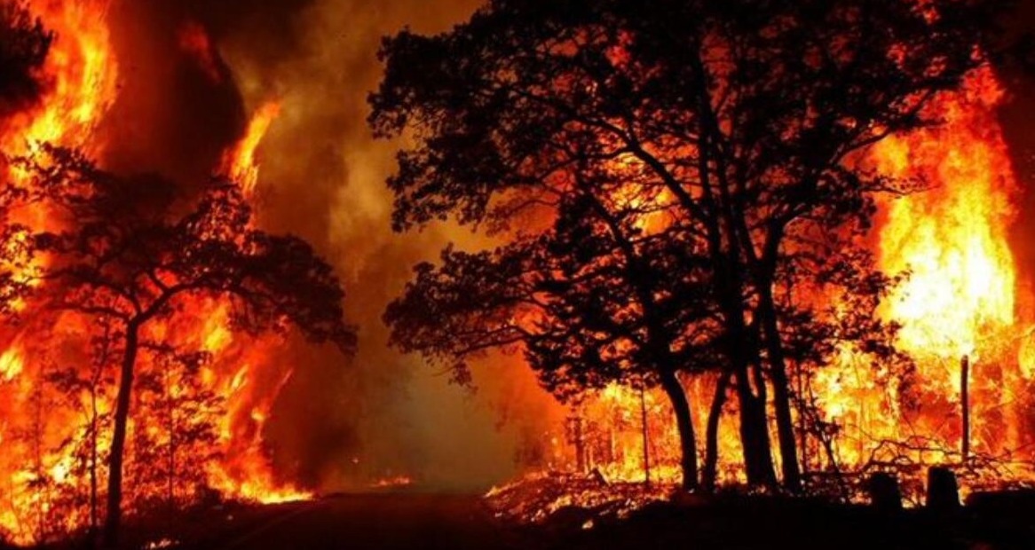 উত্তরাখণ্ডের ভয়াবহ আগুনের গ্রাসে হাইকোর্ট কলোনি