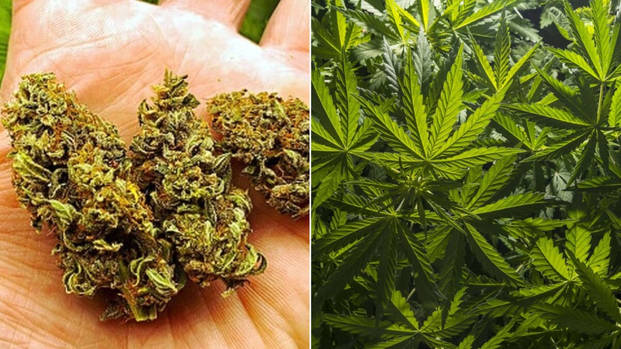 ধ্বংস করা হলো কয়েক কোটি টাকার গাঁজা