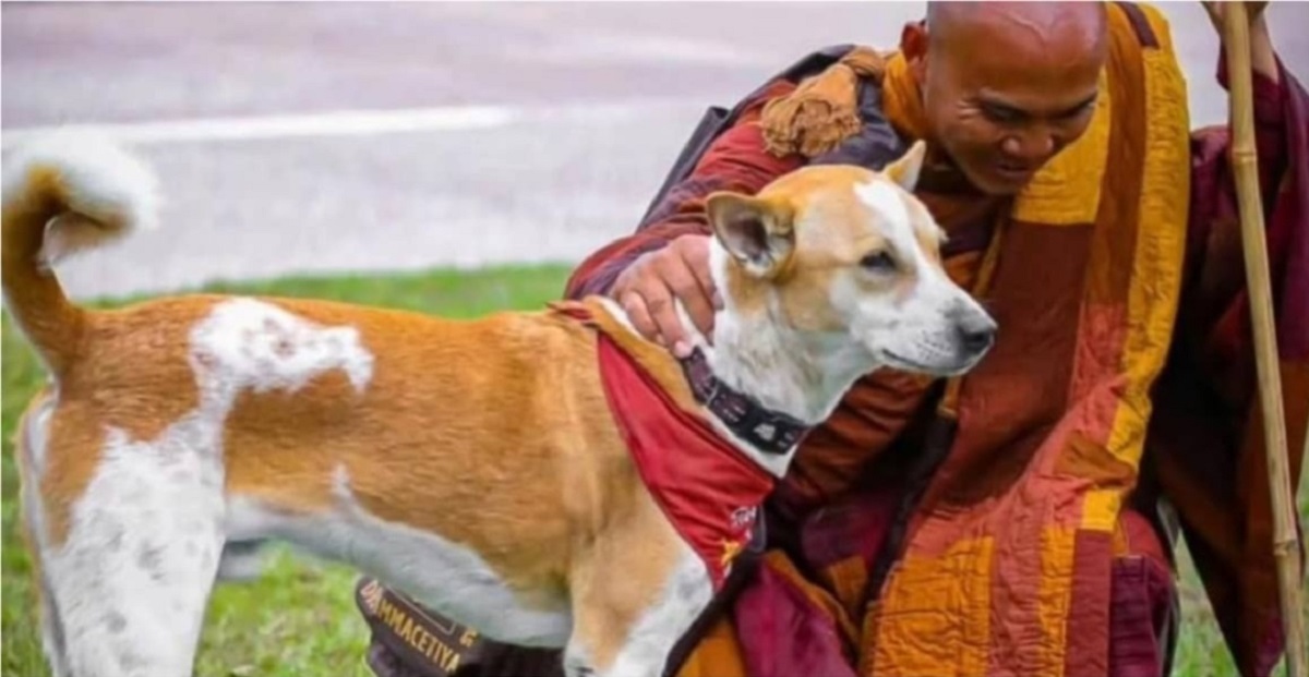 ভারতের পথ কুকুর থেকে বিশ্বশান্তির প্রতীক : ‘অলোকা’
