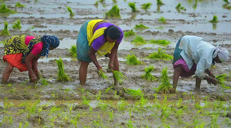 একাধিক নয়া উদ্যোগ নেওয়া হচ্ছে কৃষিক্ষেত্রে